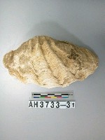 藏品(貝殼)的圖片